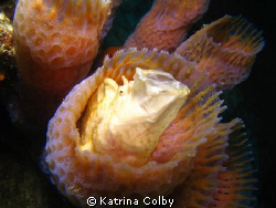 Good things come to those who wait! Opening wide! A frogf... by Katrina Colby 